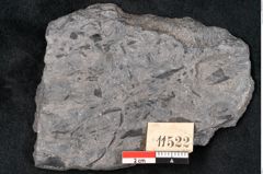 Foto (Detailansicht) von Plantae indet.  (NHMW-GEO-2024-0188-11522)